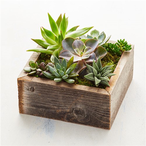 succulent_garden_157658osx